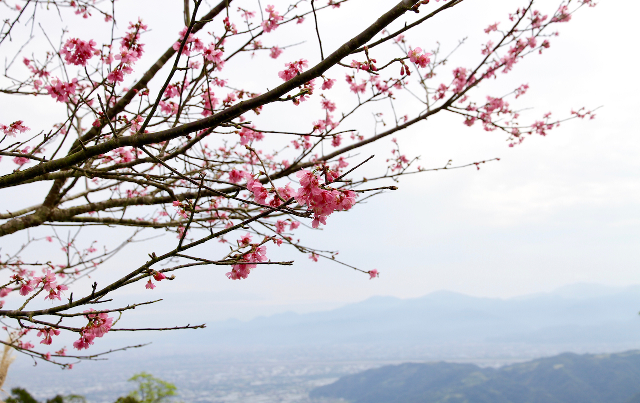 Mingchi Yilan Taiwan Cherry Blossoms SilverKris