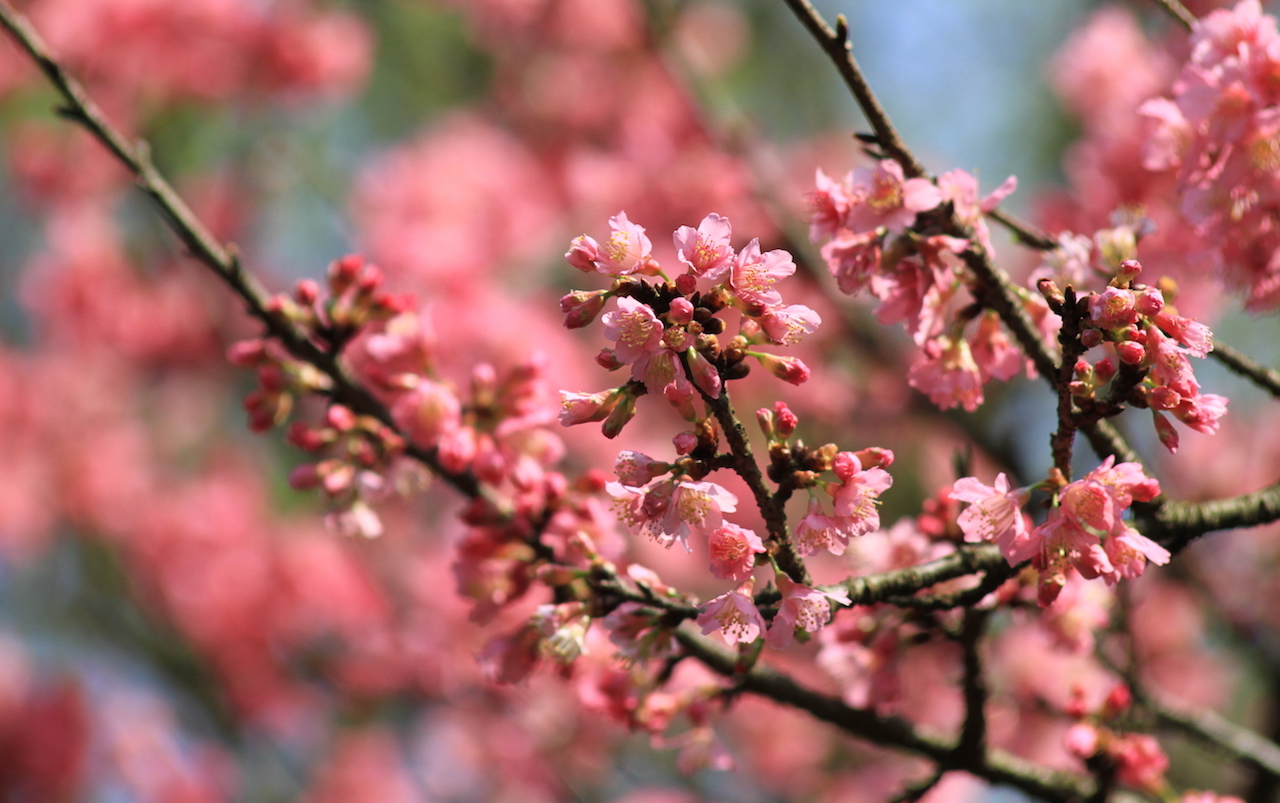 Yangmingshan cherry blossoms Taiwan SilverKris