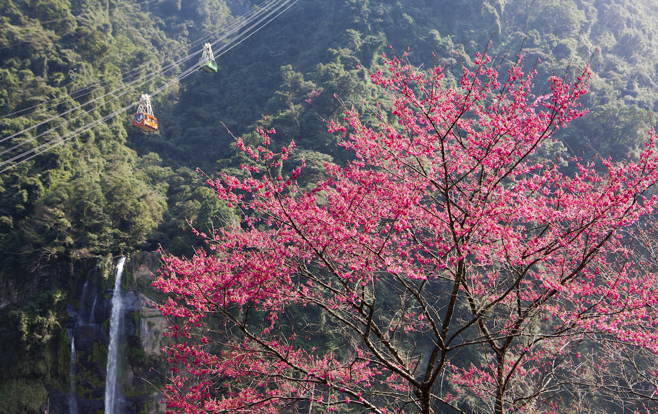 Wulai Taiwan Cherry Blossoms SilverKris