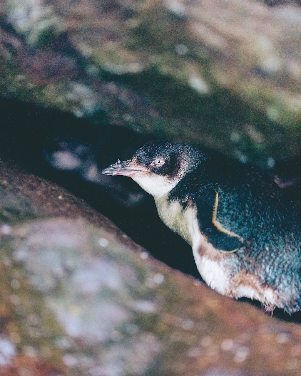 New Zealand penguins silverkris