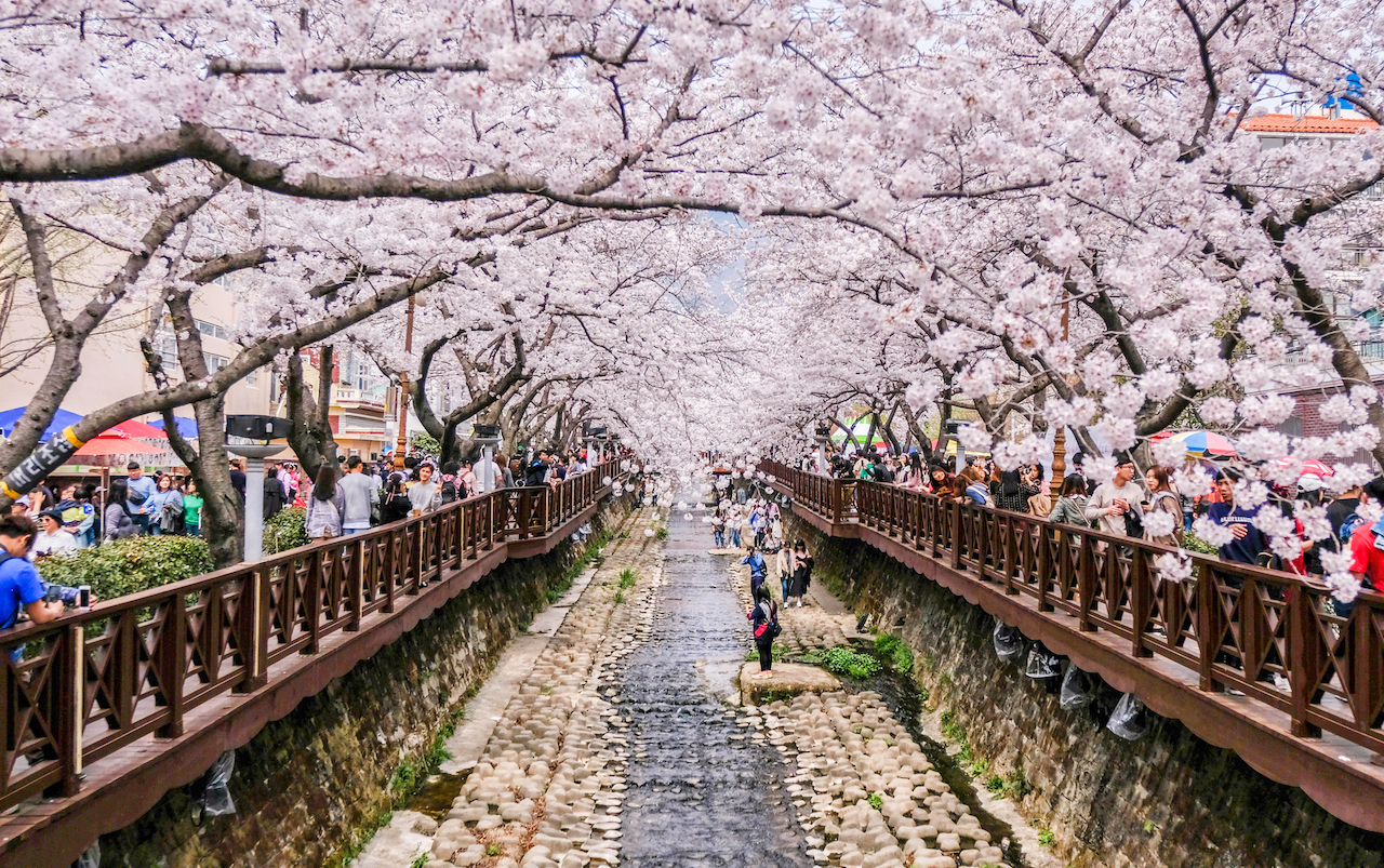 jinhae cherry blossoms By SAHACHATZ