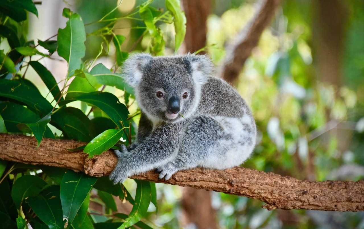 SQ koalas and wombats