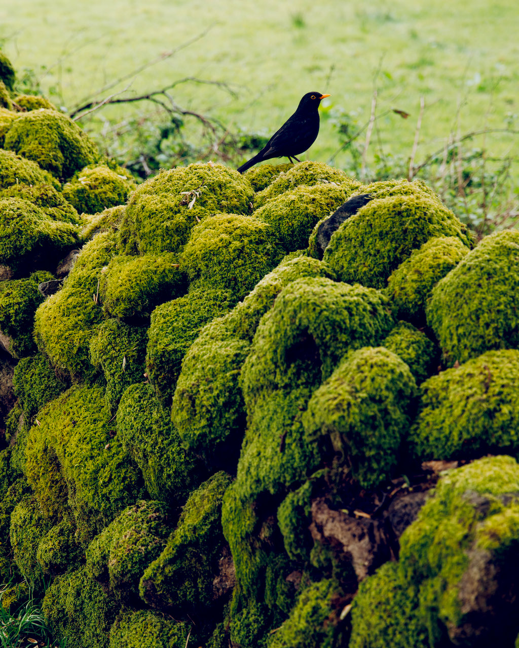 Bird Stonethwaite Lake District SilverKris