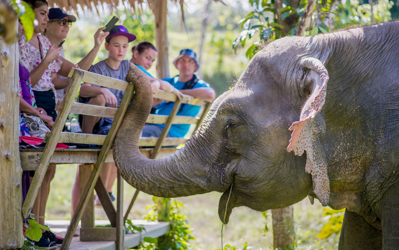 Phuket Elephant Sanctuary Phuket SilverKris