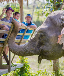 Visitors engaging with elephant