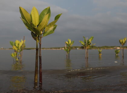 mangroves semarang silkwinds