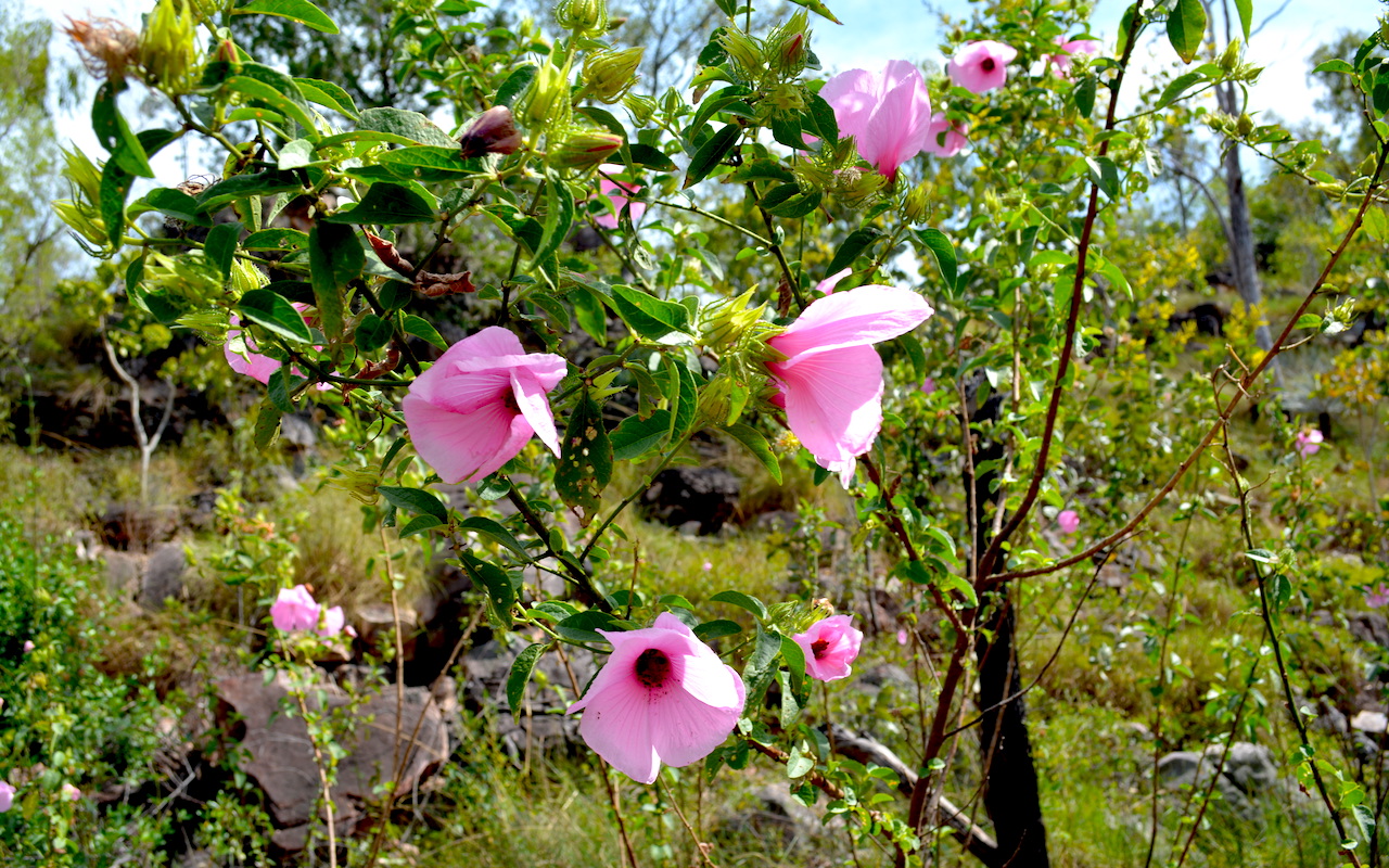 endemic hibiscus pethericki Litchfield National Park Darwin Silkwinds