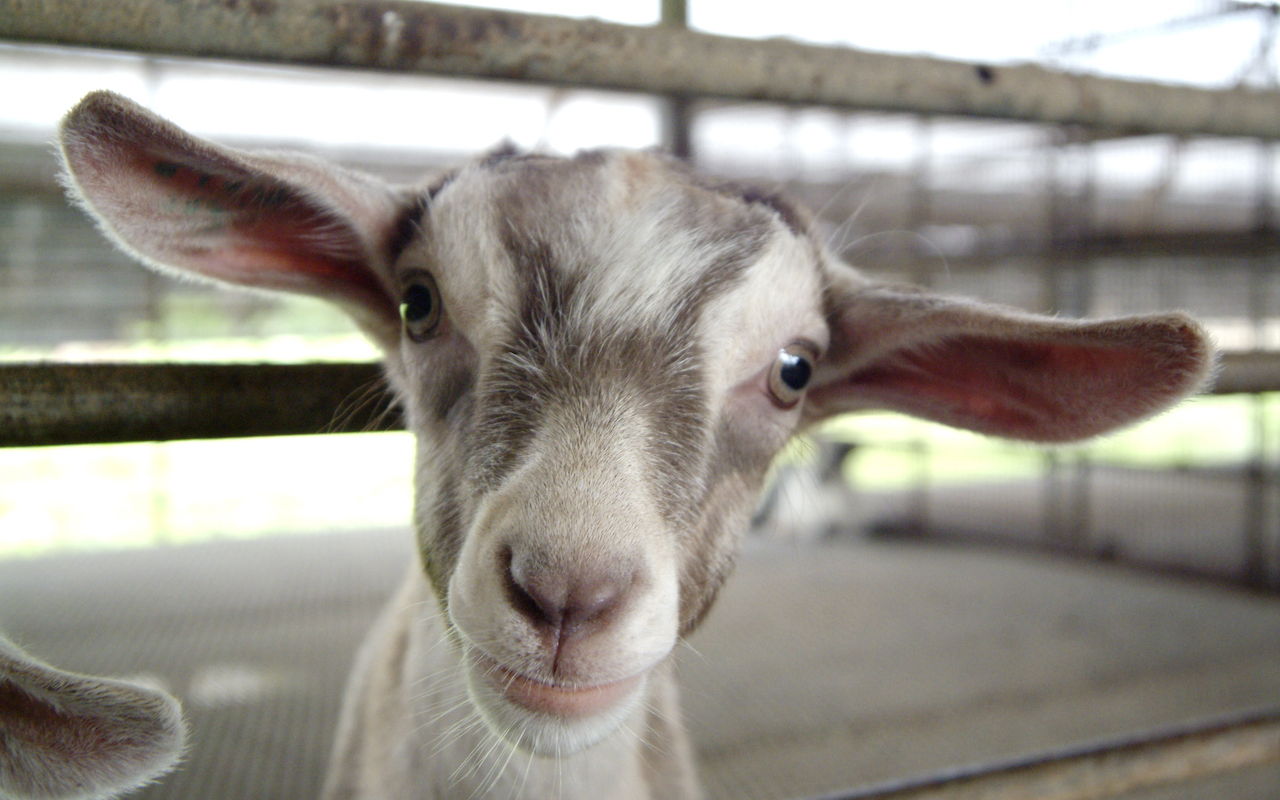 Hay Dairies goat farm silverkris
