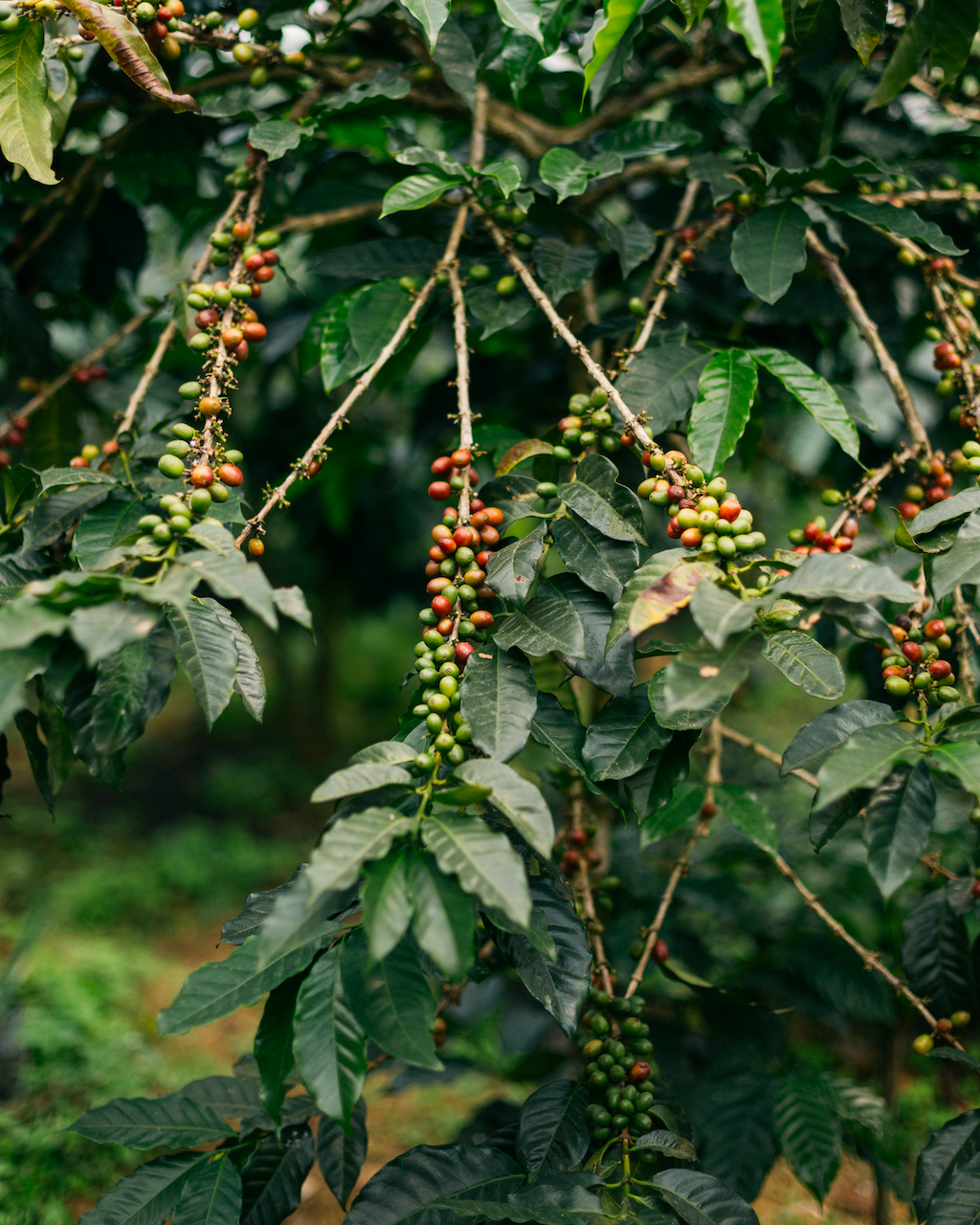 Coffee cherries in Taji Village malang silverkris