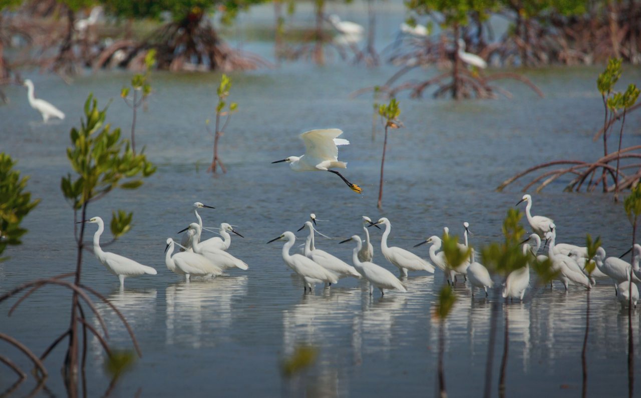 Olango Island Wildlife Sanctuary Philippines mangroves silkair