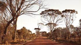 Landscape on the outskirts of Katanning Western Australia Silverkris