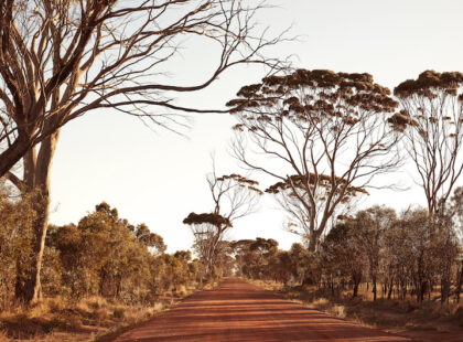 Landscape on the outskirts of Katanning Western Australia Silverkris
