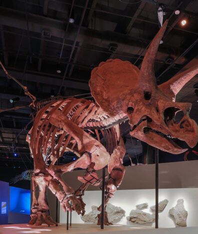 Houston Museum of Natural Science Houston city guide