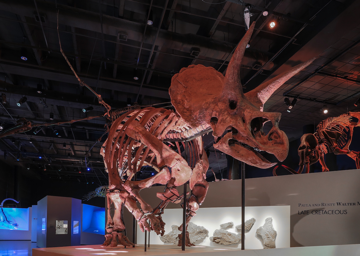 Houston Museum of Natural Science Houston city guide