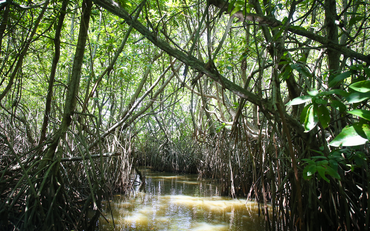 Sri Lanka mangroves eco-tour