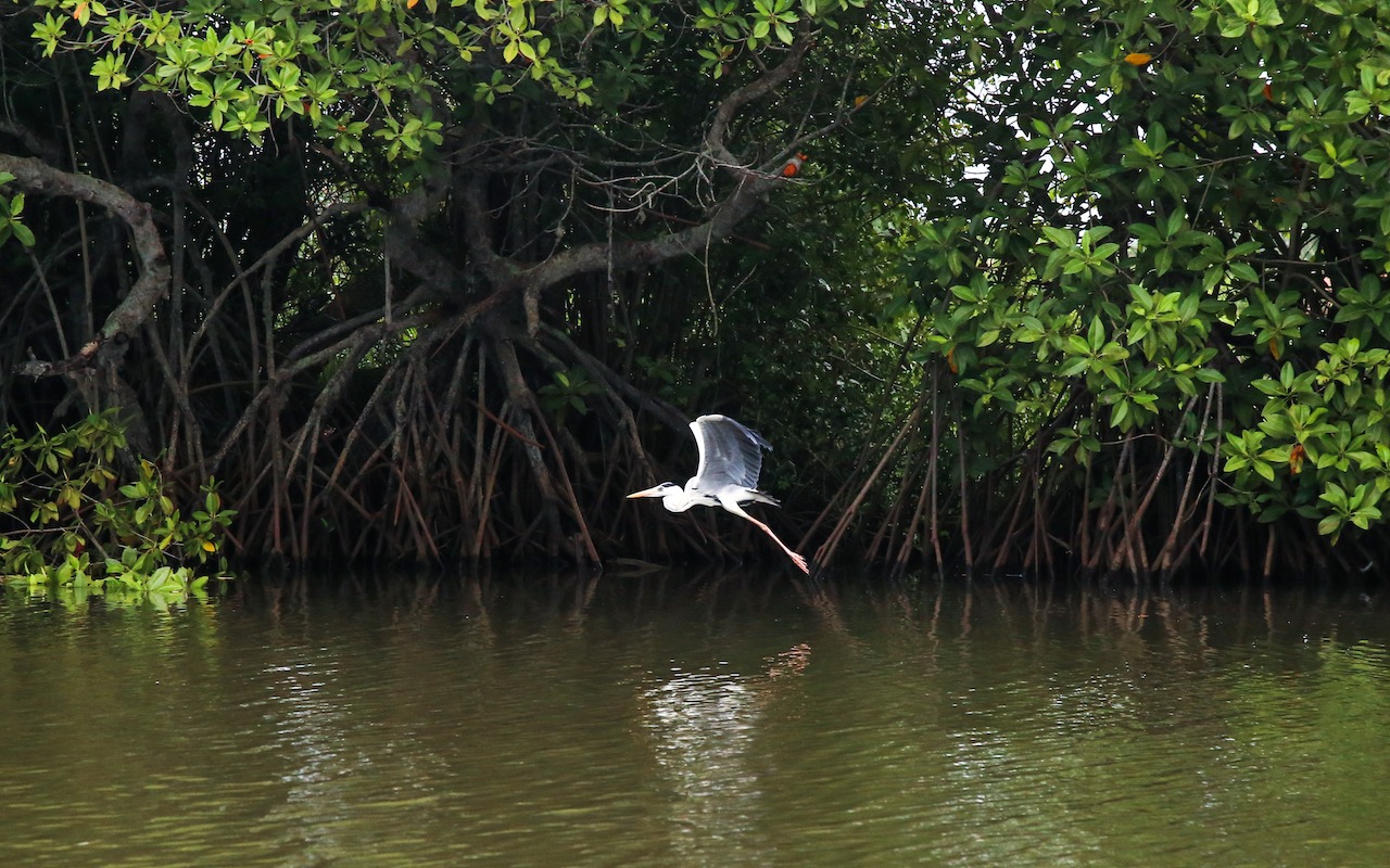 Sri Lanka mangroves eco-tour