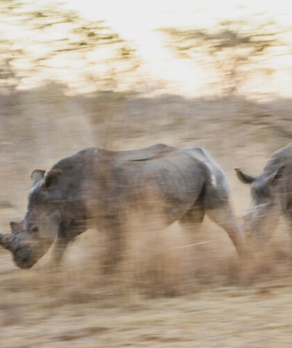 South African rhinos poaching danger