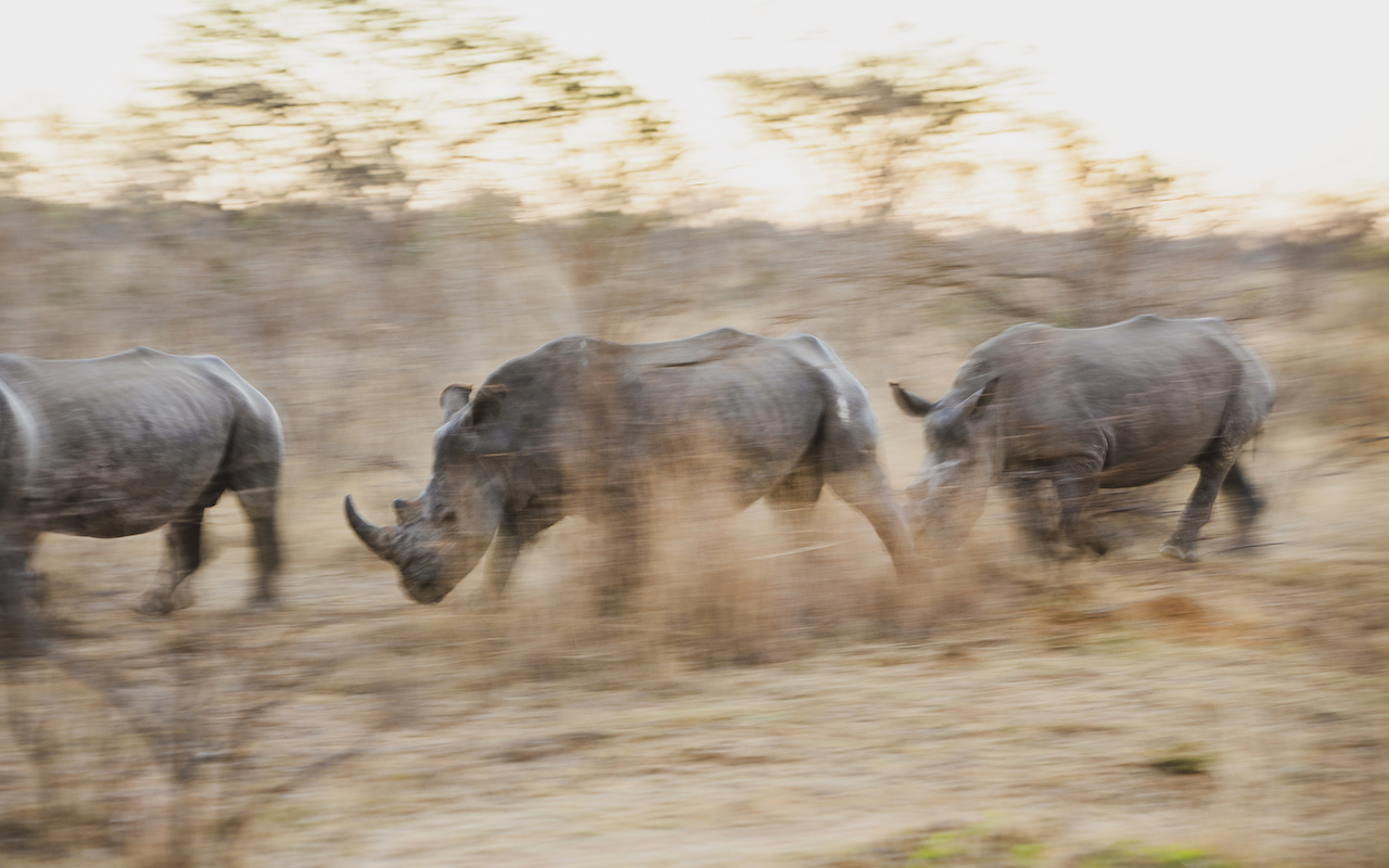 South African rhinos poaching danger