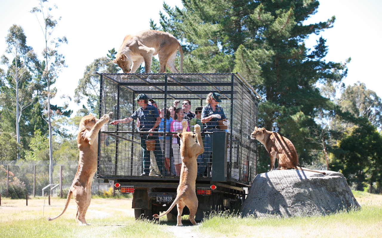 Orana Wildlife Park Christchurch feature