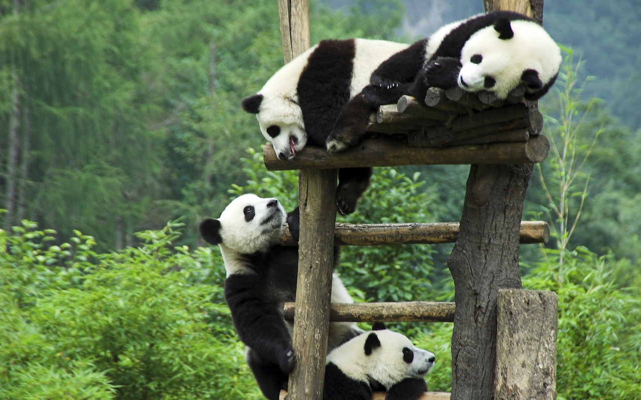 Pandas at the Wolong Panda Centre in Chengdu
