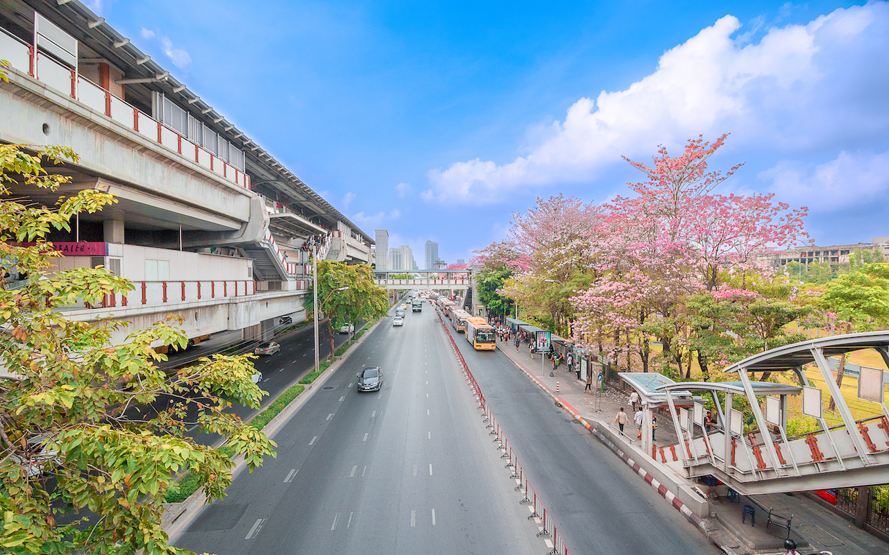 Cherry Blossoms Bangkok