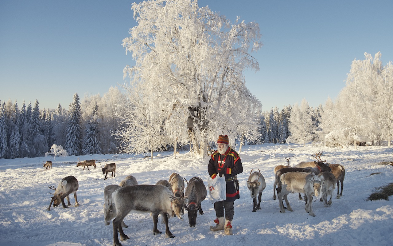 Arctic reindeer feature sweden