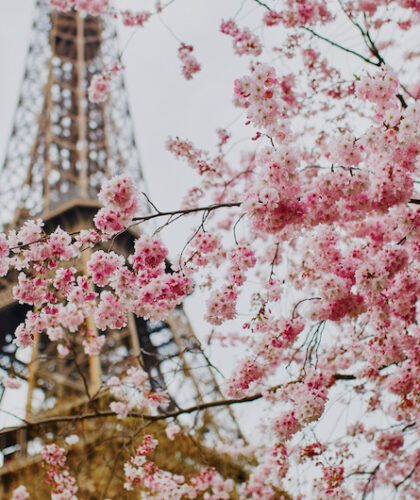 Cherry Blossoms Paris
