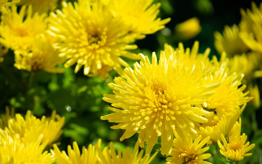 chrysanthemum edible flowers