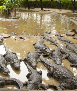 Madras Crocodile Bank