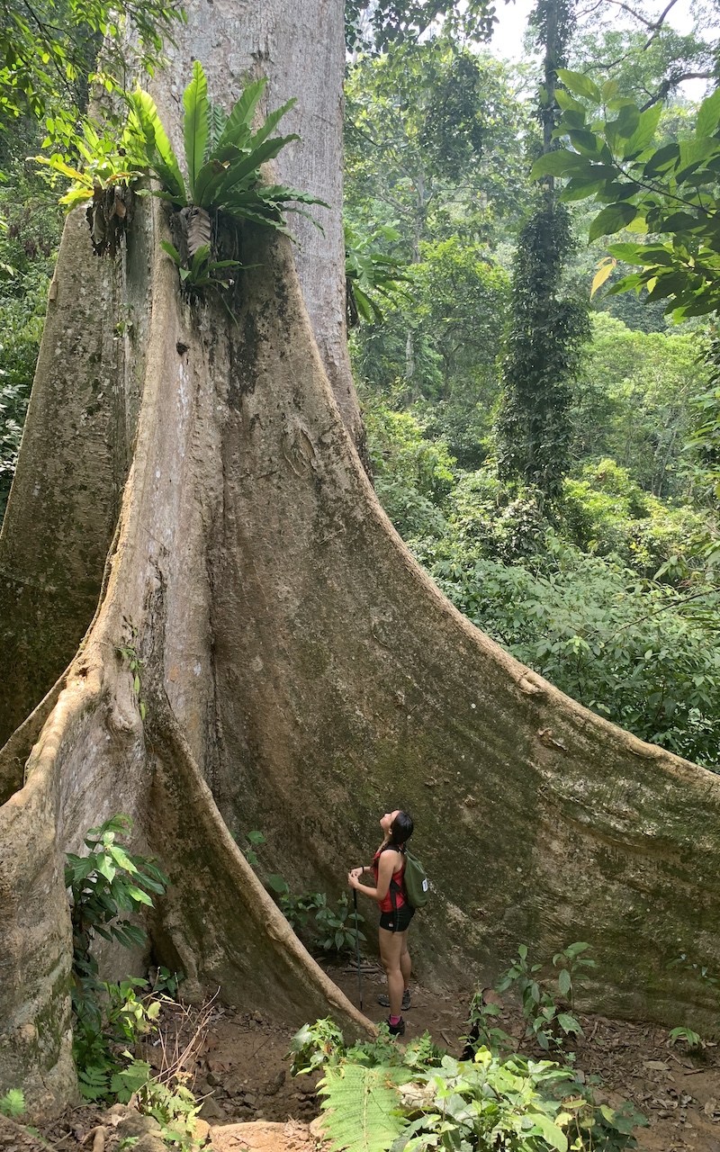 Giant Tree - Cherok Tokun