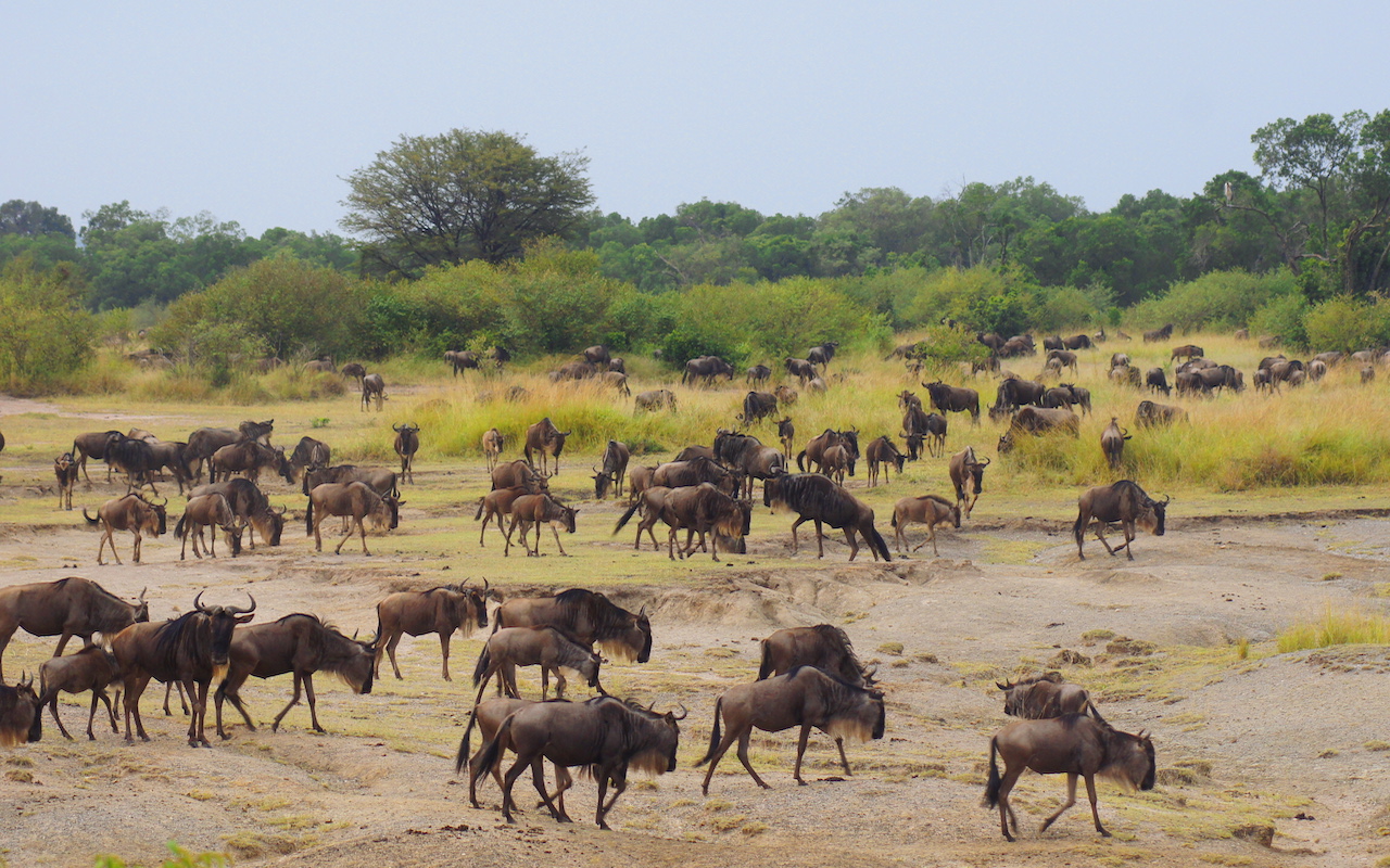 yellow kudu_wildebeest