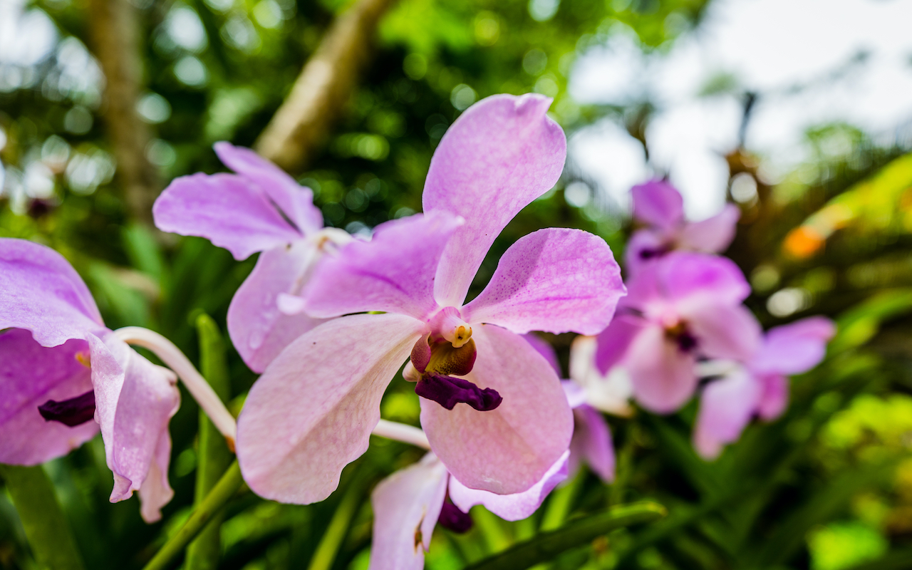 orchids Malaysia