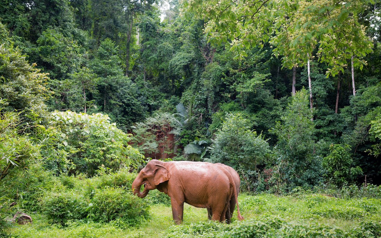 Asian Elephant in a Cambodian jungle