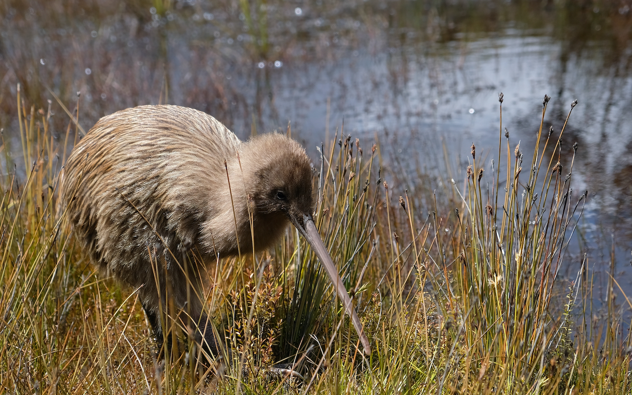 Endangered New Zealand Kiwi Bird in grass