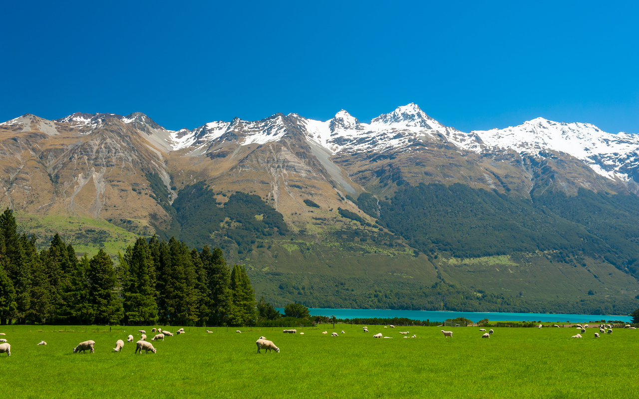 Lake Wakatipu sheep against mountain range backdrop