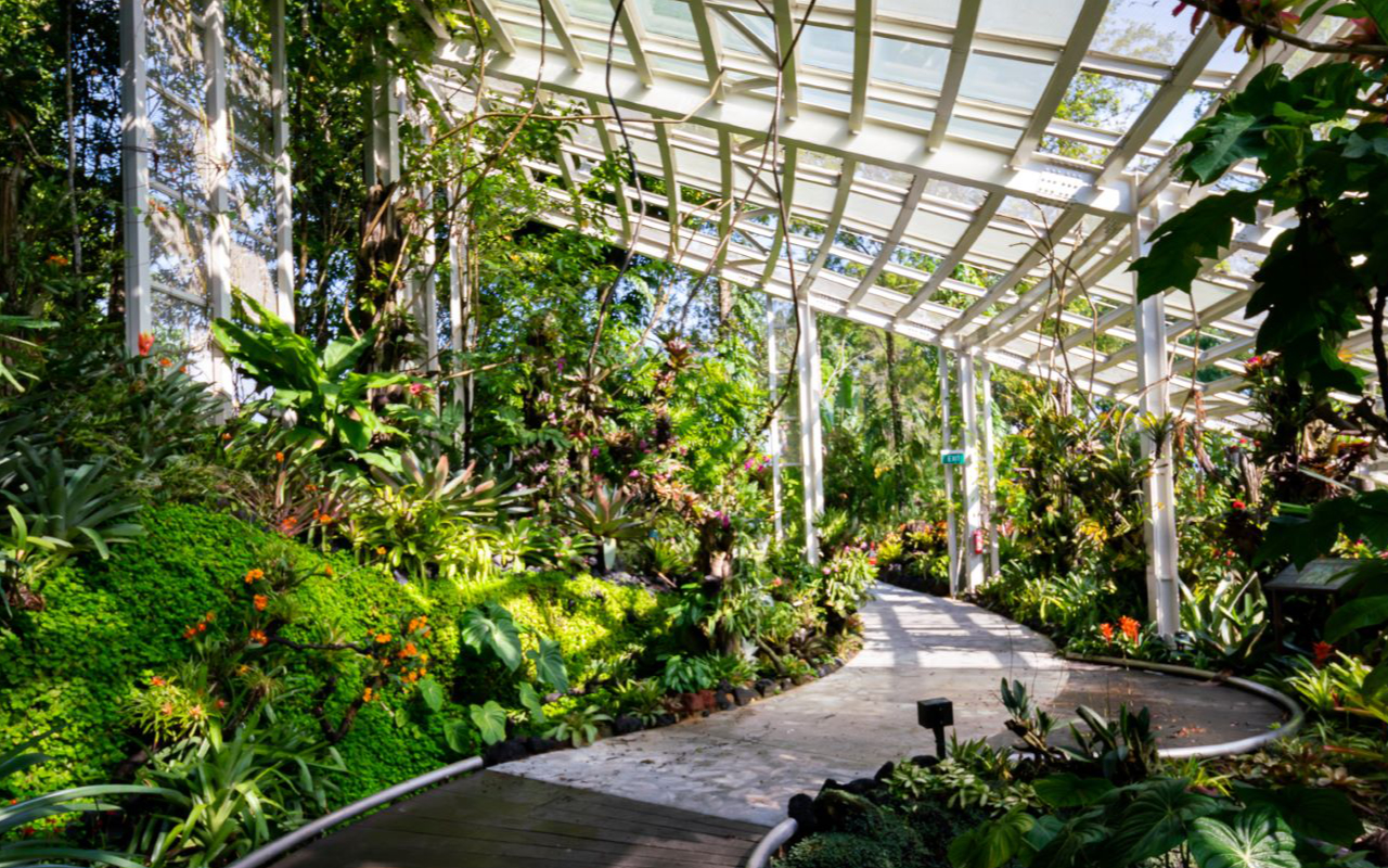 botanic gardens orchids