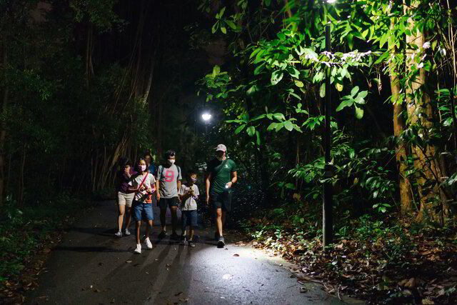 Night walk in a rainforest Pelago