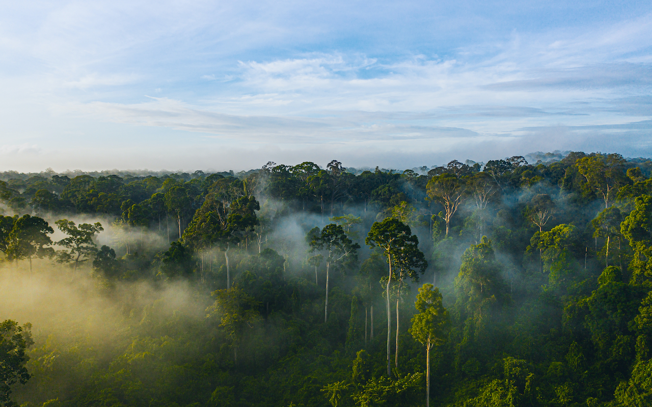 Borneo tropical rainforest