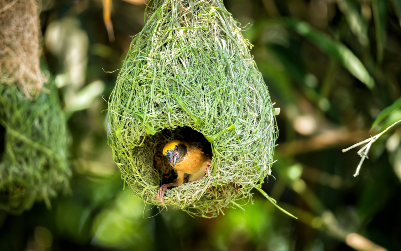 baya weaver nest