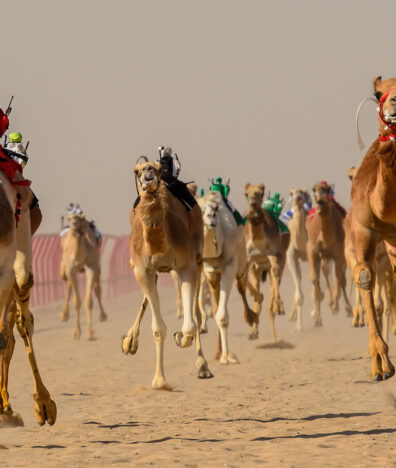 camel race dubai