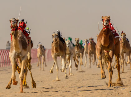 camel race dubai
