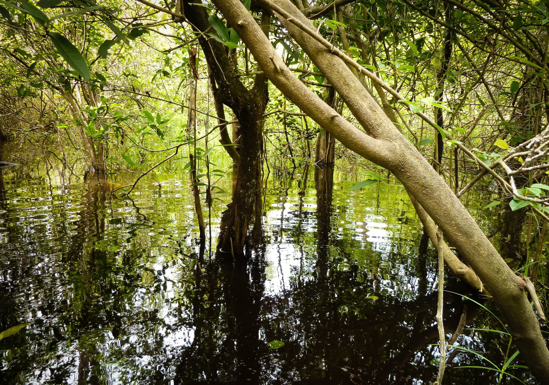 Peat-swamp-Central-Kalimantan