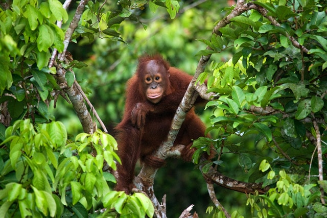 orangutan-Katingan-Mentaya-Project