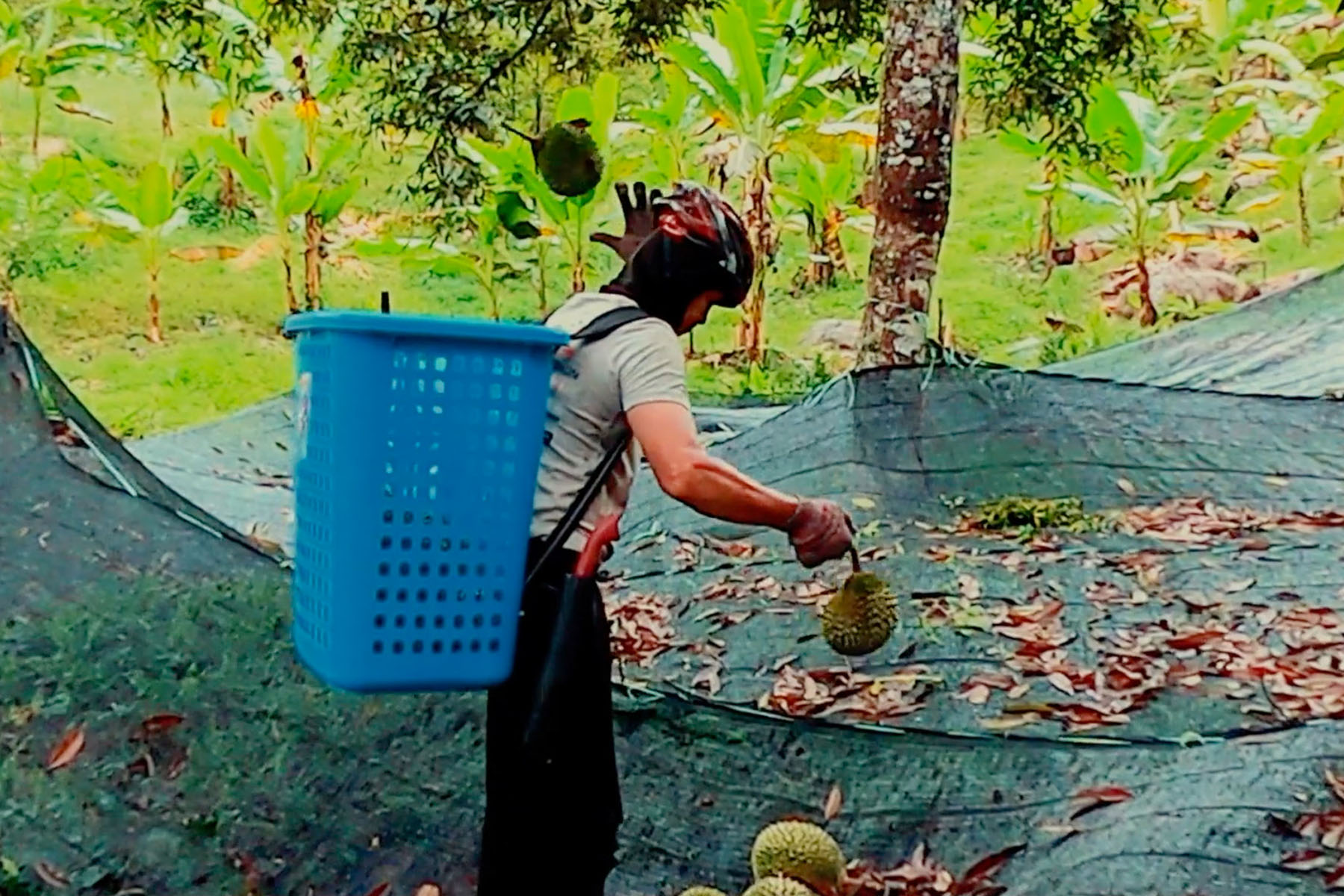 Durian-farmer