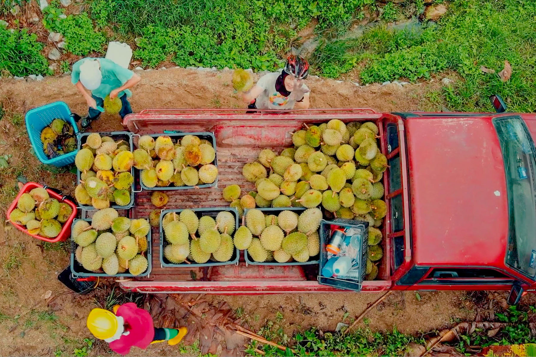 Durian-farmer