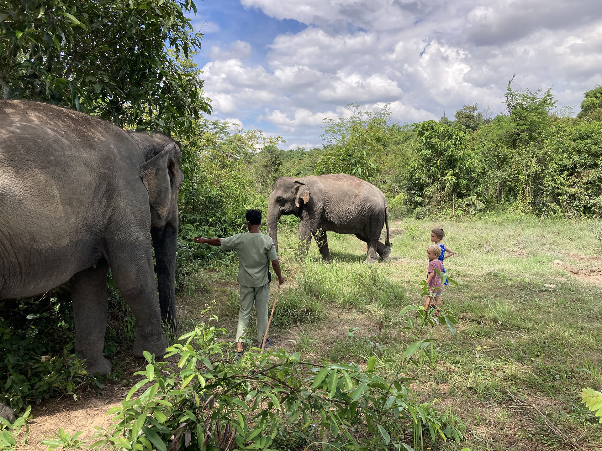 Kulen Elephant Forest Sanctuary Siem Reap