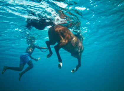 Barbados Horses More Corners Gen Z Travel 1
