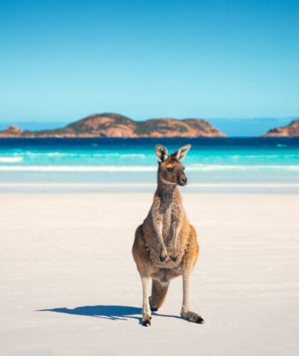 Share Australia’s whitest beach, Lucky Bay, with friendly sunbathing kangaroos