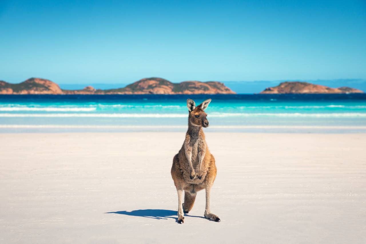 Partagez la plage la plus blanche d'Australie, Lucky Bay, avec de sympathiques kangourous qui prennent le soleil