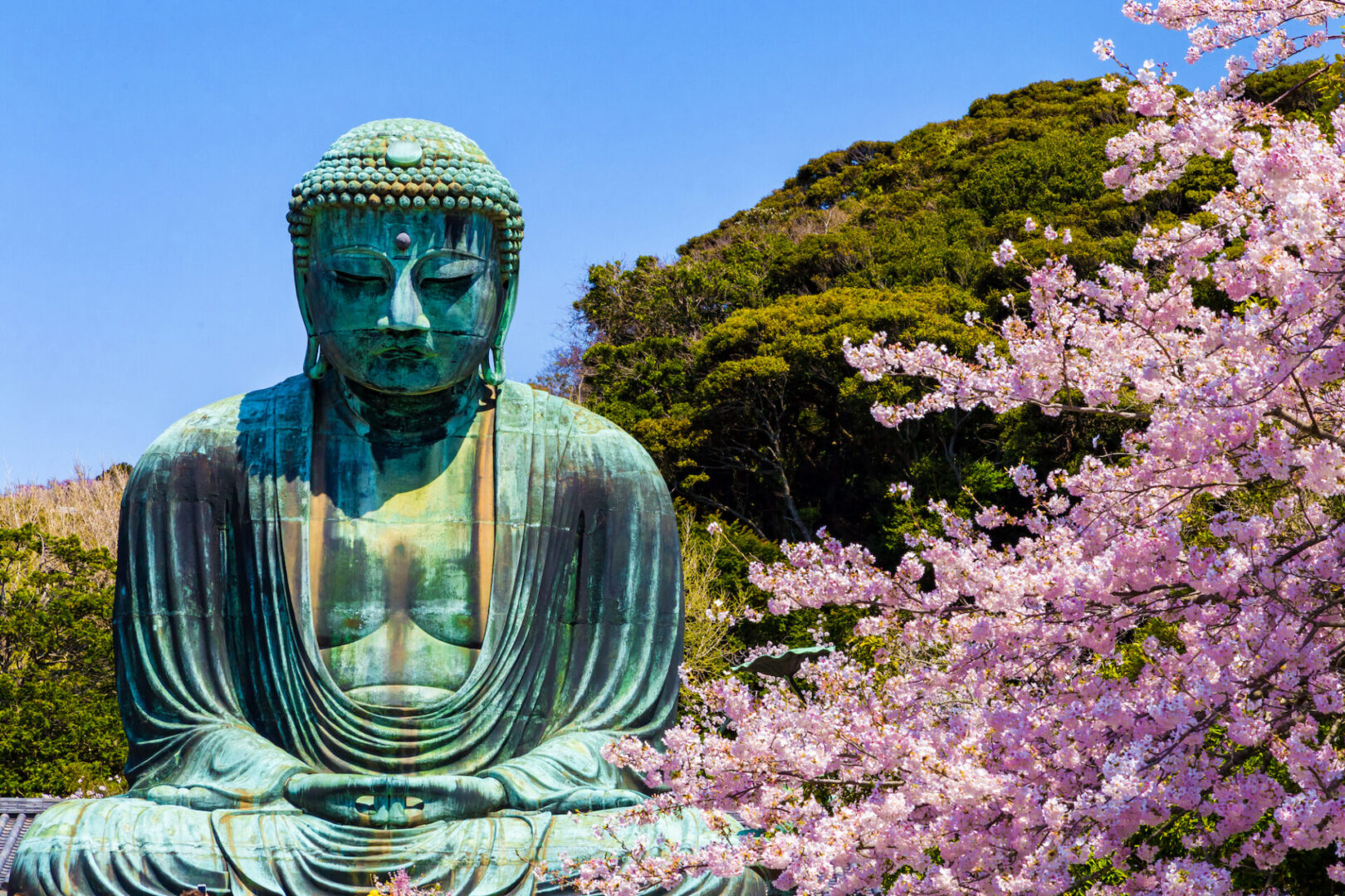 Great Buddha statue with sakura cherry blossoms in the foreground, in Kamakura